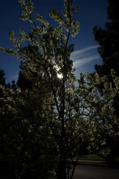 DSC_1177 (Large).JPG